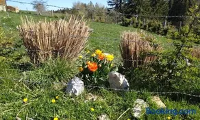 Tarin zov - Image 5