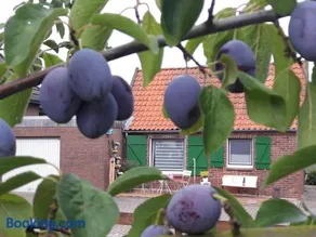 Gemütliches Häuschen im Alten Land - Image 3