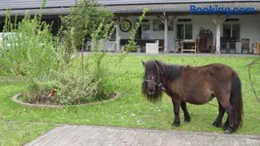 Hoeveheikant - Image 2