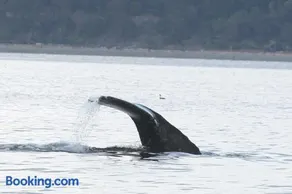 Whale Watching & Mtn ViewsHot TubCovered Deck - Image 3