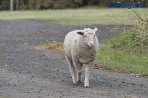 Bimbadeen Phillip Island Farm Retreats - Image 5