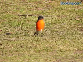 Gulkula2 Wildlife Retreat - Image 2