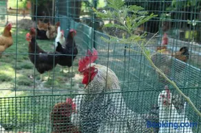 Veramaro,accogliente appartamento in campagna - Image 2