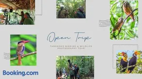 Tangkoko Ranger Homestay - Image 4