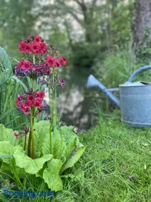 Gîte yourte Bulle Der au Lac du Der jusque 8 personnes - Image 4