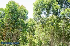 Casa Container FIGO em meio a natureza na Serra Gaúcha - Image 2