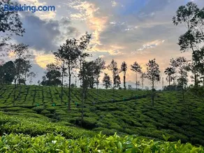 Wayanad Turmerica Premium Pool Resort - Image 3