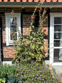 Hönshuset Kullabygden - Image 3