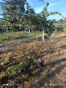 Quinta Real Kiwibee - Image 2