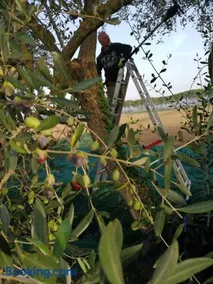 Il Podere di Sole - Image 2