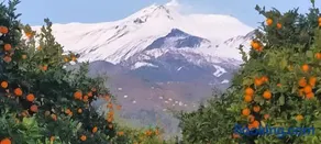 Agriturismo Gli Aranci dell'Etna - Image 1