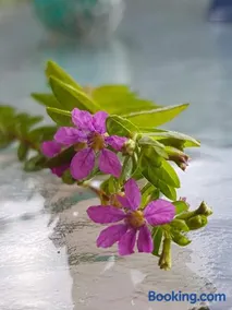 Jasmine - Morfi Village - Image 4