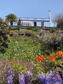 Casa Palmera Canaria, früher Finca Sambal - Image 3