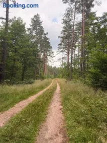 Leśna Sonata - Image 2