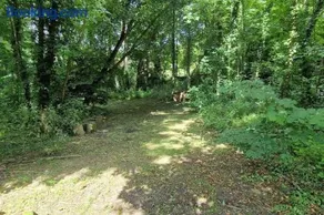 La Sérénité des Arbres - Image 3