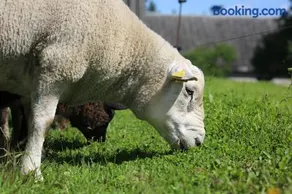Peaceful Nature Escape Among Farm Animals - Image 4