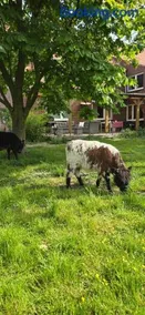Ferienwohnung Wiesmoor - Ranch - Image 2