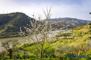 Fraga Douro House, Douro Valley - Image 4