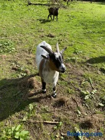 Ferienwohnung auf einem Resthof zentral gelegen mit viel Natur und Tieren - Image 2