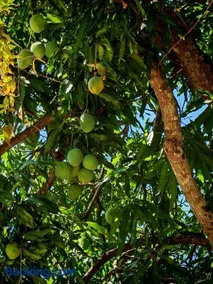 Ceiba Lodge Glampings & Villa - Image 4