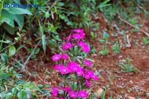 Sychar Farm Homestay - Image 3