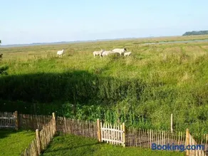 Graugans - Image 3