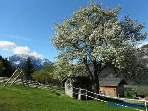 Berghof Thurnergut - Image 2