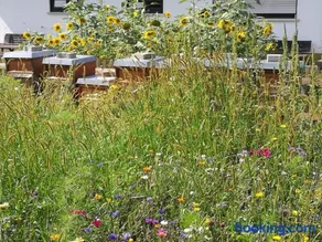 Ferienwohnungen beim Imker - Image 2