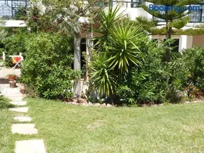 Pine Tree Vilita - Image 3