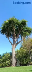 HOUSE of YUCCA - Image 2
