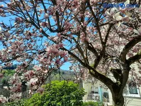 Rottgarten - Image 1