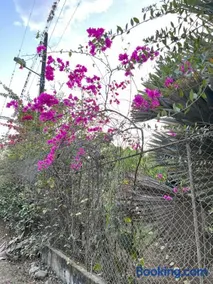 Finca Villa Oliva - Image 3