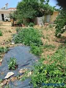 Traditional house with fresh vegetables garden - Image 3
