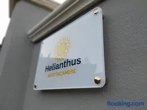 Helianthus - Image 2