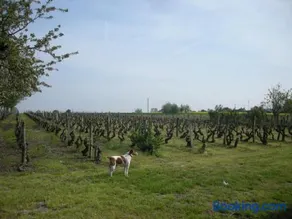 Charmante fermette près des Châteaux de Loire et Zoo de Beauval, terrain clos, dégustation de vin - Image 2