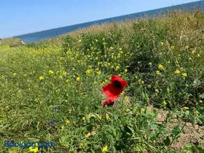 Küstenläufer - Image 3