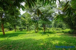 Bamboo Grove - Image 3