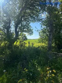 Hygge i det grønne - Image 3