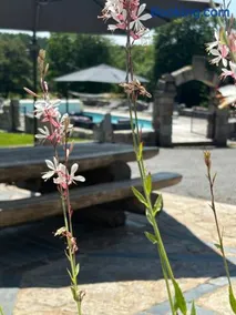 Domaine des Annouillards - Image 1