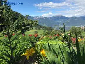 Alpenrose - Image 2