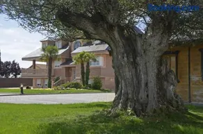 Los Olivos - Image 2