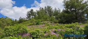 Kyperounta Troodos Mountain House! - Image 4