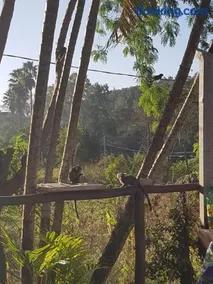 Chácara chalé recanto das árvores em Jaguariuna - Image 5