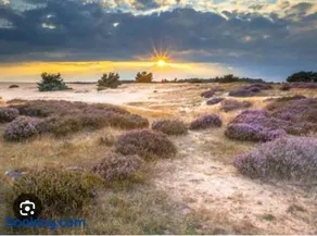 Chalet Woef op de Veluwe - Image 2