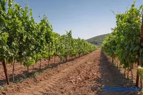 Agriturismo Col Moschin - Image 2
