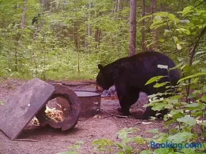 Sleeping Bear Lodge - Image 3