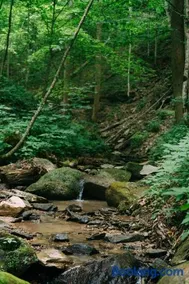 Creekside Oasis! - Image 2