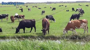 Noord-Hollands Hof Dream - Image 1