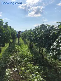 Winery Matisi - Image 5