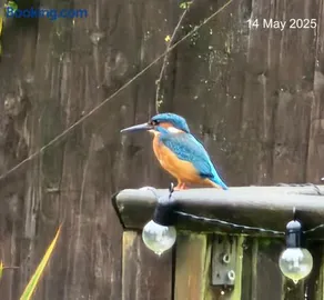 Woodies - Image 2